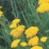 Achillea 'Coronation Gold'.jpg